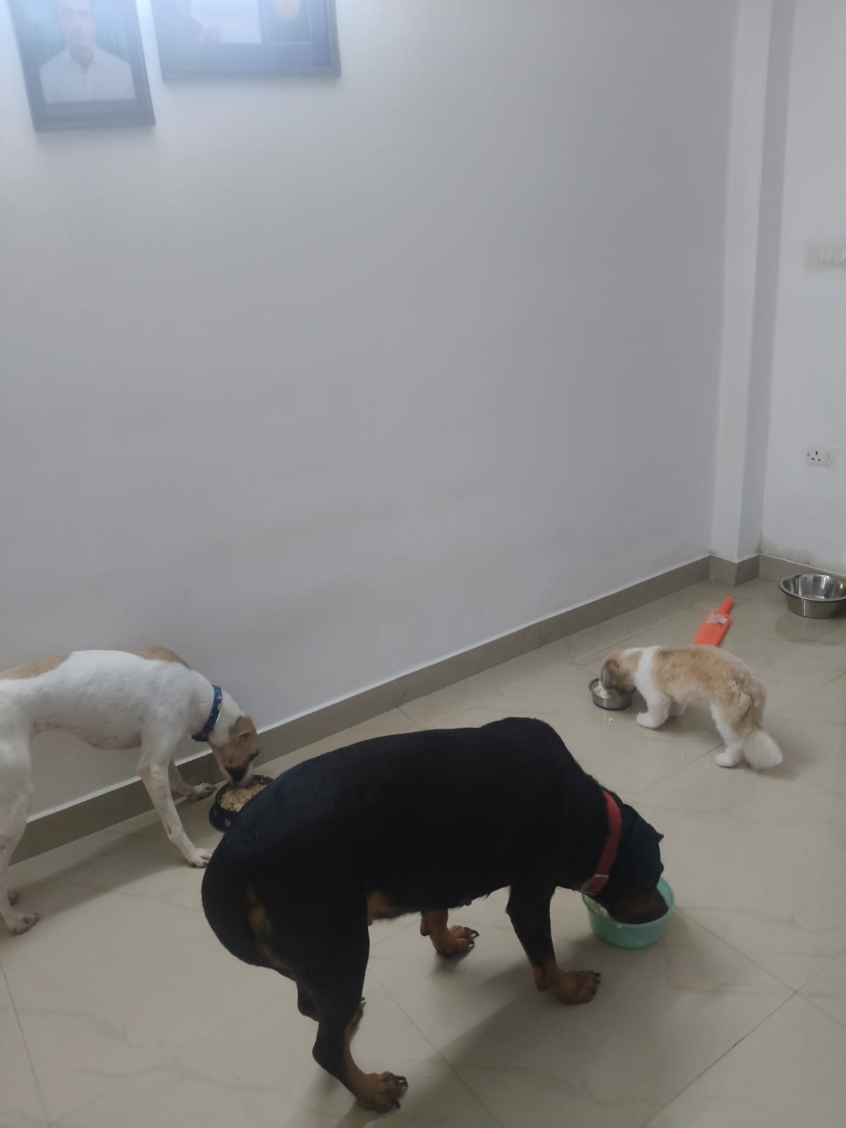 Dogs enjoying home mealtime from separate bowls